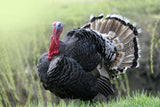 Polaris Farm Free Range Turkey - Whole - Frozen - 12.0-15.0 pound - Deposit